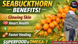 &ldquo;Seabuckthorn: Miracle Berry of the Himalayas | Uses, Benefits & Secrets 