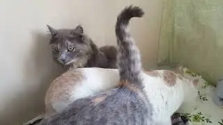 Stories of country cats - Enjoy your meal