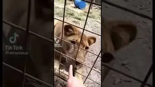 Бур…
