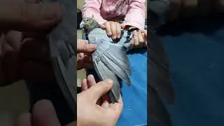 طريقة سهلة ونتيجة مضمونة !!!!!  ترقيع ريشة مهمة في الريش الرئيسي للحمام الزاجل 💥💥💥🔥🔥