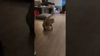Mogget with a spring stuck on her paw