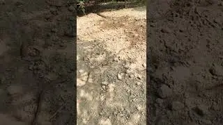 Snake attack&hellip;🐍 #snake #village #naagin #dangerous #farm
