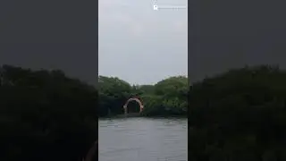 📍Coringa Wildlife Sanctuary,&nbsp;Kakinada, Andrapradesh
