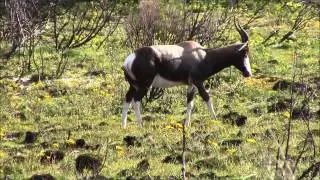BonteBok, Cape Peninsula, South Africa