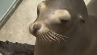 Watch How SeaWorld Cares For These Rescued Sea Lions 24 7   SeaWorld&Acirc;&reg;