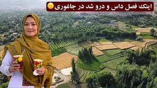 اینک فصل داس و درو گندم شد در جاغوری😊