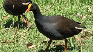 Dusky Moorhen, Centennial Park, Sydney, Australia