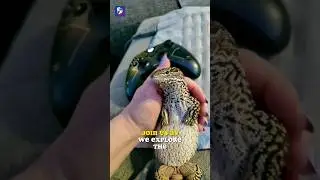 Ackie Monitor #shorts #animals