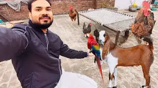 Sardi Se murgiyan Pareshan Hai || इतनी सर्दी में मुर्गियां परेशान हो गई ||
