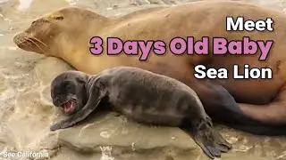 Tiny Newborn Baby Sea Lion - Meet 3 Days Old Baby Sea Lion