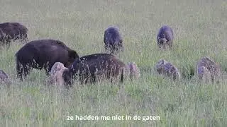Kleine Frislingen! Wilde Zwijnen met Biggetjes op het veld | Natuur met Peter