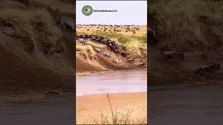 Massive Wildebeest STAMPEDE into River! Great Migration Crossing Gone Wrong