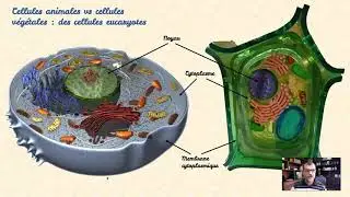 Cellules animales vs cellules végétales