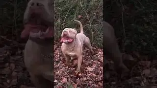 @Ritikdogkennel Pitbull dog video Ritik dog kennel