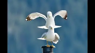 Favourite Bird Images 2024