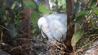 Swild's Shorts vol.26 - Little Egrets in Breeding Season