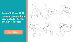 La cintura escapular como clave para entender los brazos