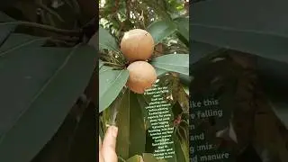 5 Essential Tips for healthy sapota gardening|quick guide #sapotagardening #chikooplant ₹gardening