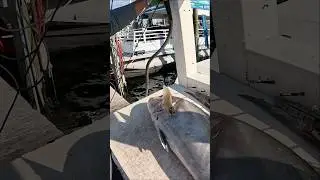 В ЭТИХ РЫБАХ КУЧА ЧЕРВЕЙ, и мы все равно их едим!!
