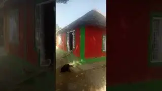 kayyum bhAi di hawali💥😄