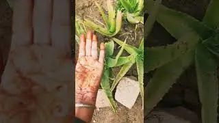 #aloeveraforever #skincare freshaloevera plant