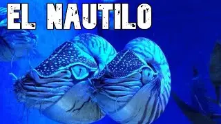 El nautilo. El mas viejo de todos. (Nautilidae)
