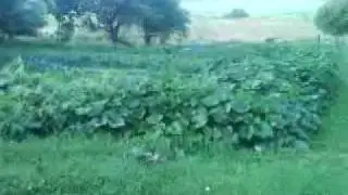 MOV00762