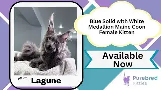 Lagune Blue Solid with White Medallion Maine Coon Female Kitten Available Now | Purebred Kitties