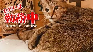 2026.1.28【Cat Live Stream】看板猫かもめの『ただいま勤務中』
