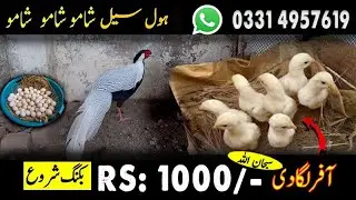 Shamo aseel chicks/Silver phasent Pair/Chakor Guineafowl/Love Bird's /kbooter/rabits And others