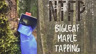 Bigleaf Maple Tapping