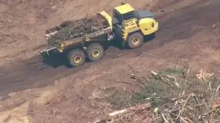 Developers fined for illegally cutting trees