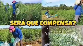 Acordamos às 6h e olha o tamanho da nossa roça!