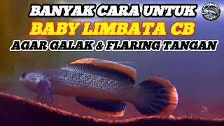 LATIH CHANNA LIMBATA CB SINGGEL TANK AGAR GALAK ‼️