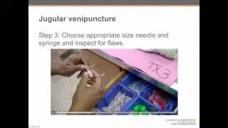 Jugular venipuncture