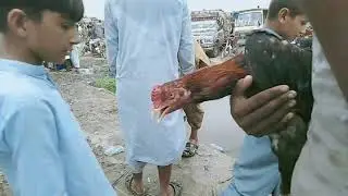 tondo muhammad khan  cat forum