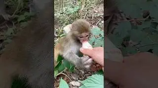 The Best Monkey Mother Ever! ❤️