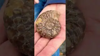 FOSSIL AMMONITE SURPRISE 😳!(It Looks Polished)#beachfinds#ammonites#rockhounding