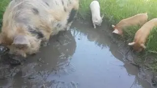 Kunekune Pigs In Mud