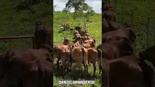 Vacas Brahman rojo  🐮🧬