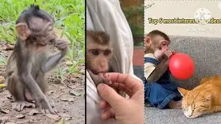 OMG Look at smart baby monkey happy much playing with cat 