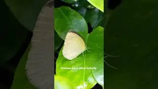 watch till the end || common grass yellow butterfly #butterfly #shorts