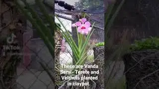 Vanda Semi- Terete and Velthuis planted in Clay pot.