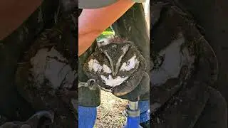 Trimming Massive Hoof - Part 1 - Full Video On YouTube #foryou #horse #satisfying