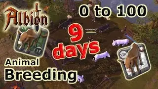 0 to 100 Animal Breeding in 9 DAYS! (Farming) Guide | Albion Online