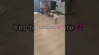 yes to play date #anniespetspa #goose #wes #playdate #zoomies