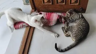 Funny cats 😸 | new cat video | naughty cat #cat #catlovers #catvideos #funnycat #trending #cats