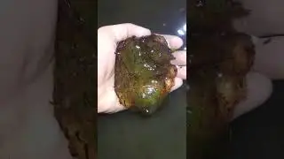 Larval Spotted Salamander, and Egg Mass