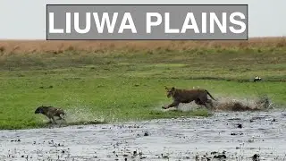 4 in a 4x4 Ep.56 - Liuwa Plains, Lion Kill!!