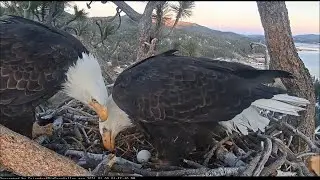 Big Bear Eagles ~ Shadow Sees Egg #2 For The First Time! 💕 💕 JOY! JOY! JOY!! 1.9.21